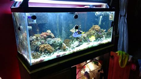 I'm getting a 75 gallon tank together, and looking to put these in the tank. . 75 gallon saltwater fish tank